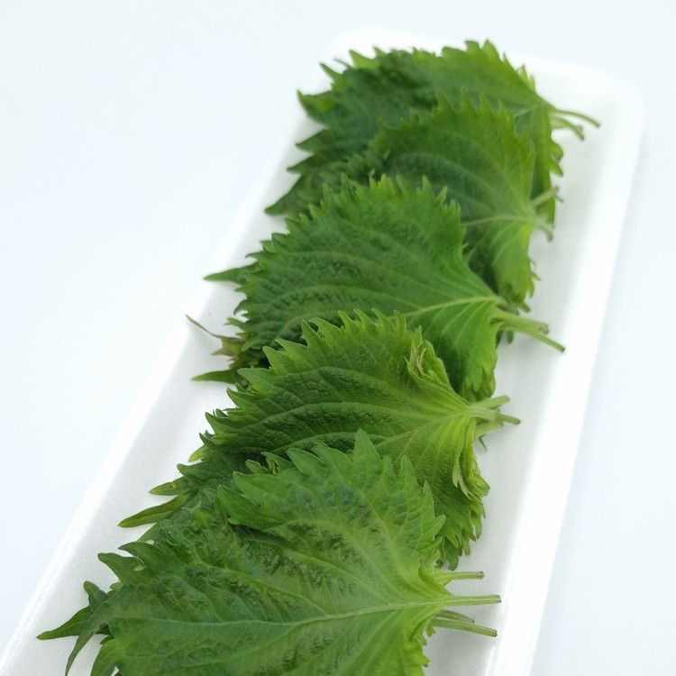 야채 시소 (SMALL BUNCH)