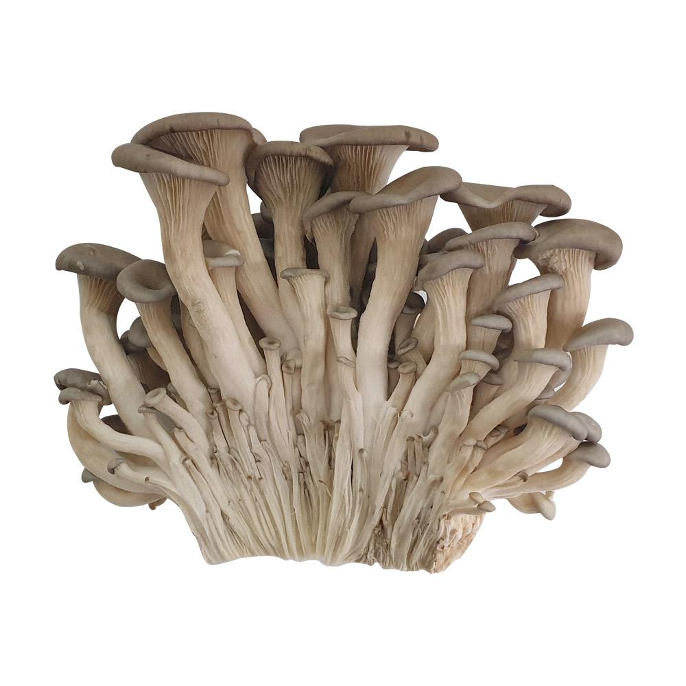 MUSHYKING 느타리 버섯 200G