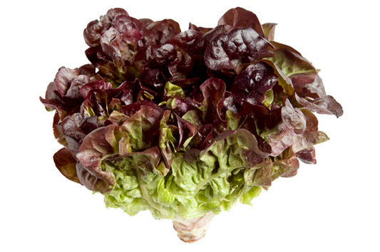 Vegetable Oak Lettuce Red (8 BUNCH)