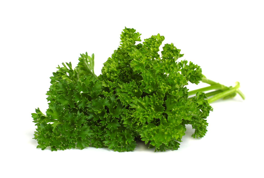 Vegetable Parsley (MEDIUM)