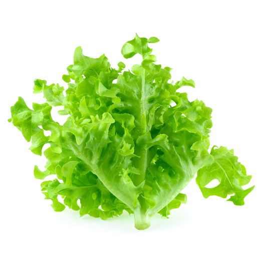 Vegetable Oak Lettuce Green (8 BUNCH)