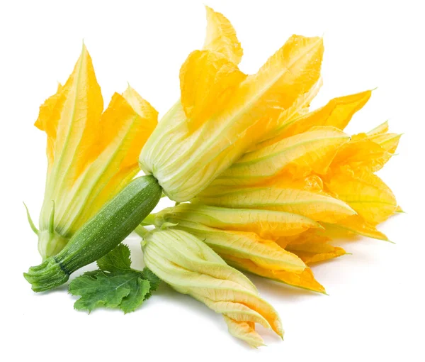 Vegetable Zucchini Flower (1PACK)