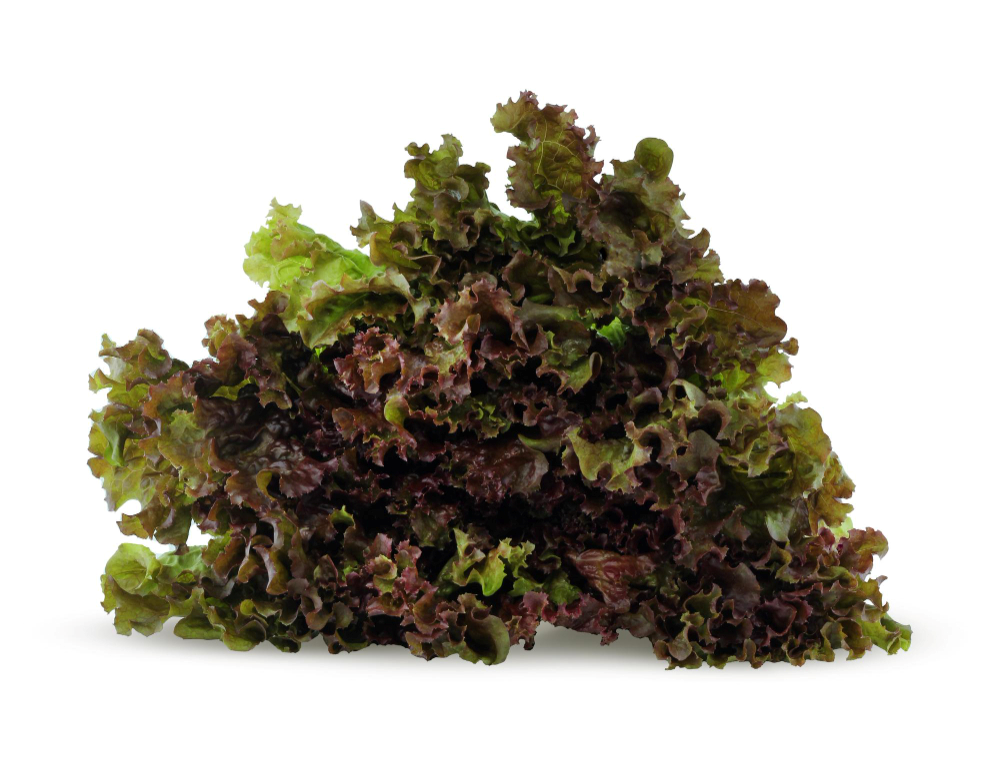 Vegetable Coral Lettuce Red (8 BUNCH)