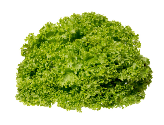 Vegetable Coral Lettuce Green (8 BUNCH)