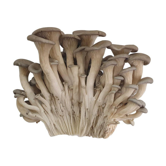 Oyster mushrooms x 200g 